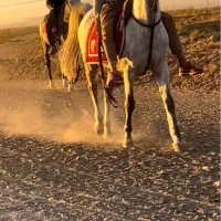 اسب|اسب و تجهیزات اسب‌سواری|سبزوار, کلاته سیفر|دیوار