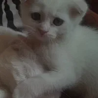 گربه پرشین برتیش