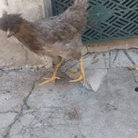 جوجه مرغ و خروس