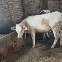گاو