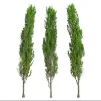 نهال کبوده ۲ ساله