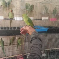 دنیا شاه طوطی ملنگو نر ماده دستی رام سخنگوچشم درشت|پرنده|تهران, استاد معین|دیوار