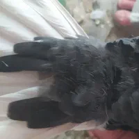کفتر|پرنده|شیراز, گویم|دیوار