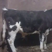 گوساله و گاو شیری|حیوانات مزرعه|باشتین, |دیوار