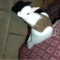 جوجه اشعل. طوقی قهوی دم سفید اتیقه هرسه جوجه