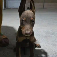 سگ دوبرمن ماده