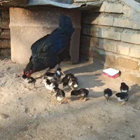 مرغ جوجه دار محلی|حیوانات مزرعه|تاتار علیا, |دیوار