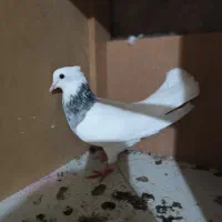 طوقی ماده|پرنده|خان ببین, |دیوار