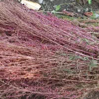 جاروی دستی به صورت عمده و تکی (پوشینه)