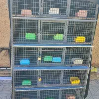 قفس مرغ خروس پرنده|لوازم جانبی حیوانات|مرودشت, رامجرد یک|دیوار