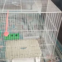 قفس پرنده