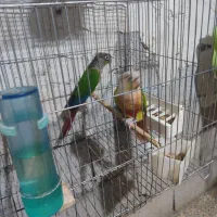 دوجفت گرینچیک مولد تضمینی|پرنده|مهاباد (آذربایجان غربی), |دیوار