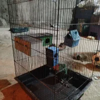 عروس هلندی قفس