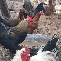 خروس|حیوانات مزرعه|زارچ, |دیوار