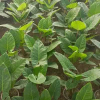 گل  بابا آدم  آپارتمانی