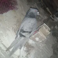 کبوتر دم سفید