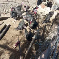 بوقلمون محلی گوشتی