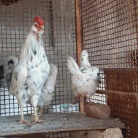 مرغ وخروس گلین لری فول
