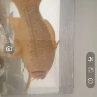 ماهب کوی زیبا سرحال حدودا ۴۰سانت