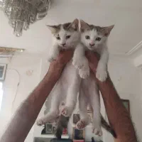 سرپرستی گربه ها ی شش ماه