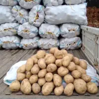 انبار اجاره‌ای برای سیب زمینی