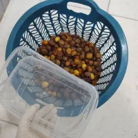 خرما و رطب برحی شهریور|خوردنی و آشامیدنی|قم, صفائیه|دیوار