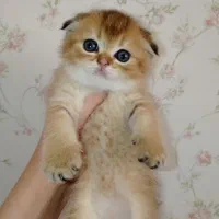 بریتیش و اسکاتیش گلد