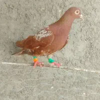 ماده میولمنز