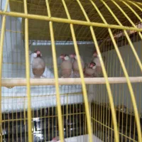 فنچ نرگسی|پرنده|ارومیه, |دیوار