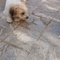 سگ پشمالو و کوتاه|سگ|یزد, |دیوار