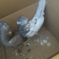 کبوتر|پرنده|ایرانشهر, |دیوار