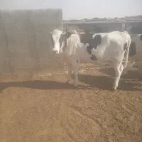 ماده گاو