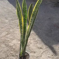 سانسوریا فقط ۲۰۰|گل و گیاه طبیعی|زابل, |دیوار