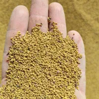 بذر یونجه همدان کیفیت 20 درجه یک