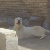 توله ماده پژدر ۱۰ماهه