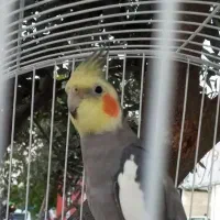 طوطی عروس نر سخنگو رام