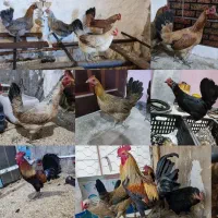 نیمچه خروس لری جنگلی