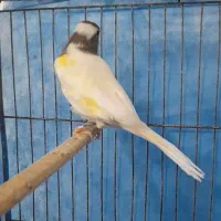 قناری نر بخون|پرنده|بندرعباس, |دیوار