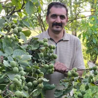 نهال گردو اصلاح شده با ریشه قوی|خدمات باغبانی و درختکاری|ایلام, |دیوار