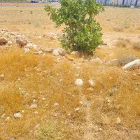 فروش زمین ۱۰۰۰ متری مشاع ((فقط جهت معاوضه))|فروش زمین و ملک کلنگی|شیراز, گلدشت معالی‌آباد|دیوار