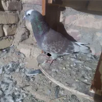 کبوتر شازده سرخ دورنگ چشم ضمانت هوا|پرنده|زابل, |دیوار