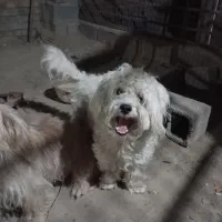 واگذاری سگ شیتزو پودل نر