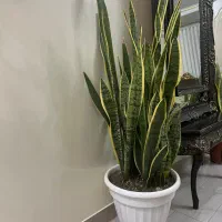 گل آپارتمانی سانسوریا لب طلایی|گل و گیاه طبیعی|قدس, شهرقدس|دیوار