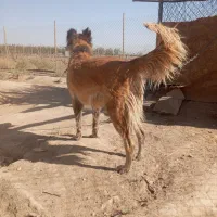 واگذاری ماده سراب