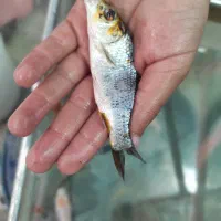 ماهی کوی زینتی