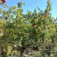 باغ-انار
