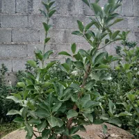 شمشاد سبز و ابلق