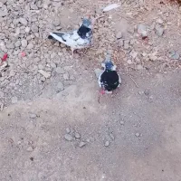 یک جفت کبوتر پرشی و بازیکون