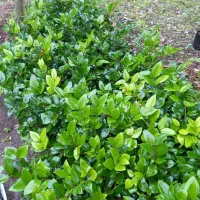 یاس کرتی|خدمات باغبانی و درختکاری|املش, |دیوار