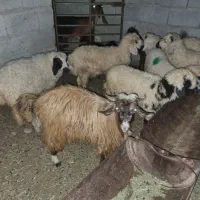 8عدد بره